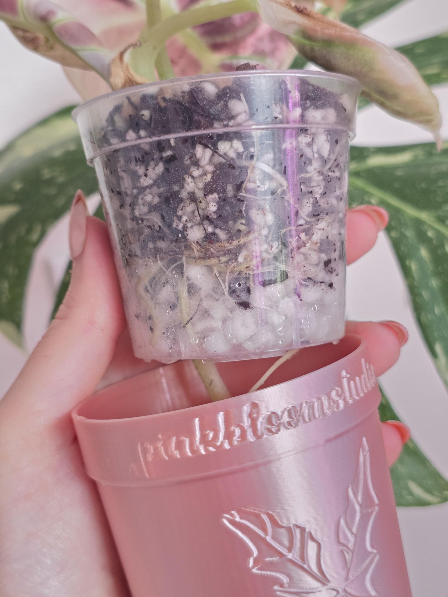 PREMIUM ALOCASIA SUBSTRATE | Soilless | Semi-Hydro