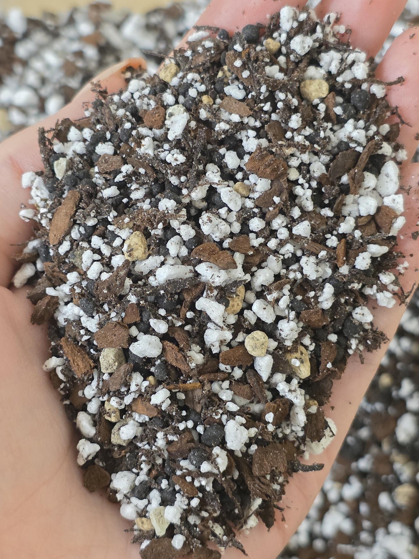 PREMIUM ALOCASIA SUBSTRATE | Soilless | Semi-Hydro