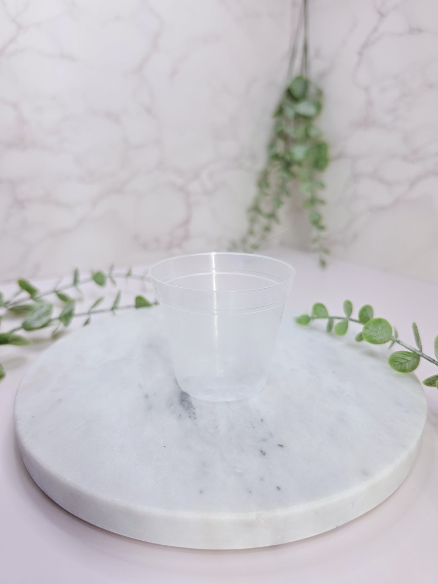 2.5" "Modern" Anthurium Stenciled Self-Watering Cup