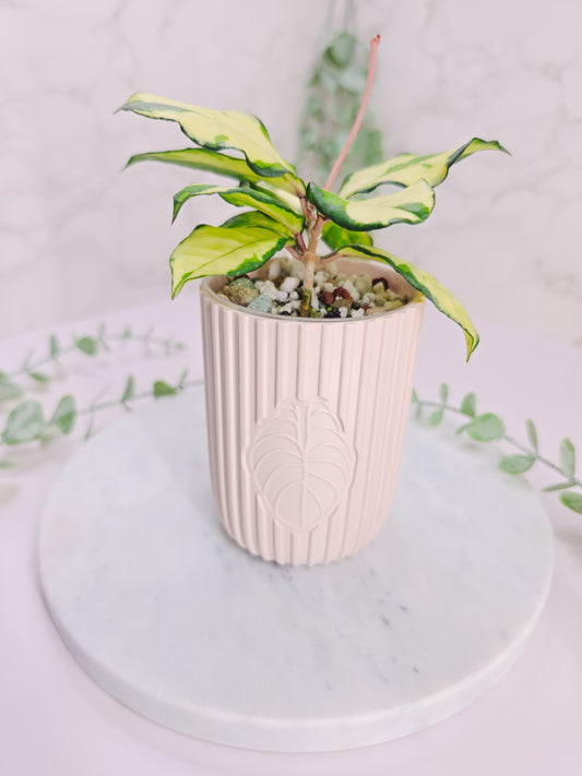 2.5" "Modern" Plain Self-Watering Cup