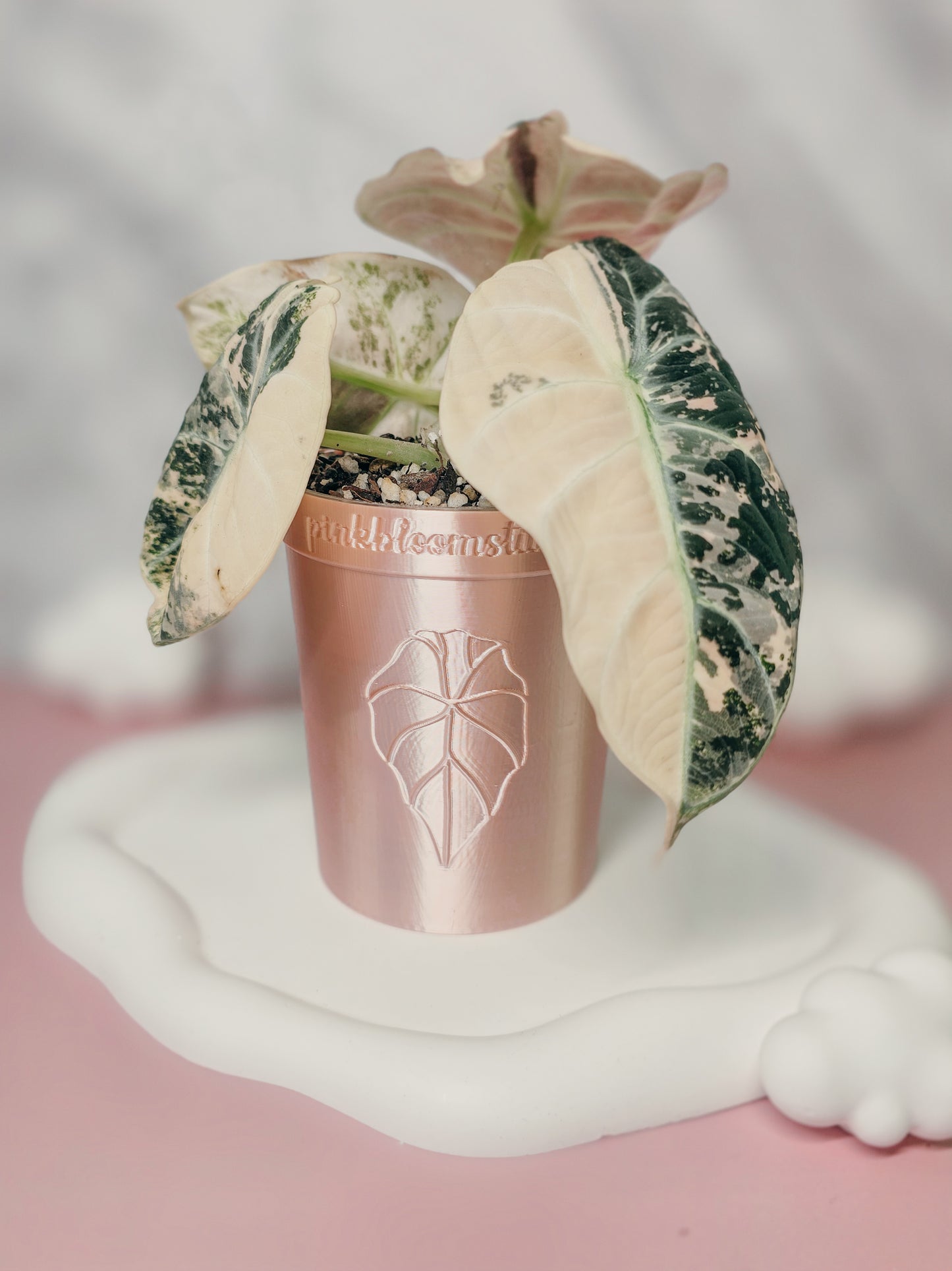 3.3" Alocasia Stenciled Self-Watering Cup (Custom Text)