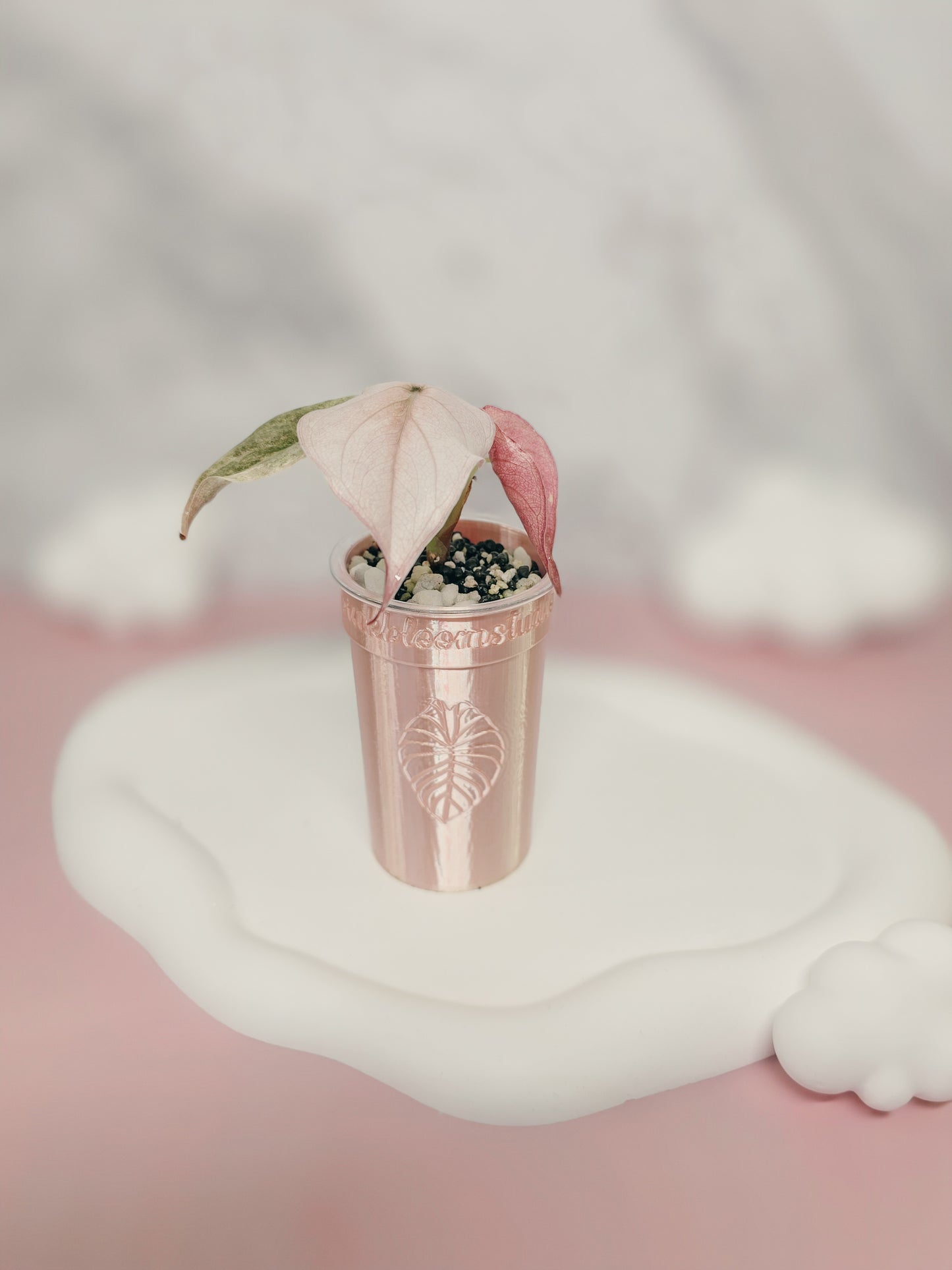 2oz Anthurium Stenciled Self-Watering Cup