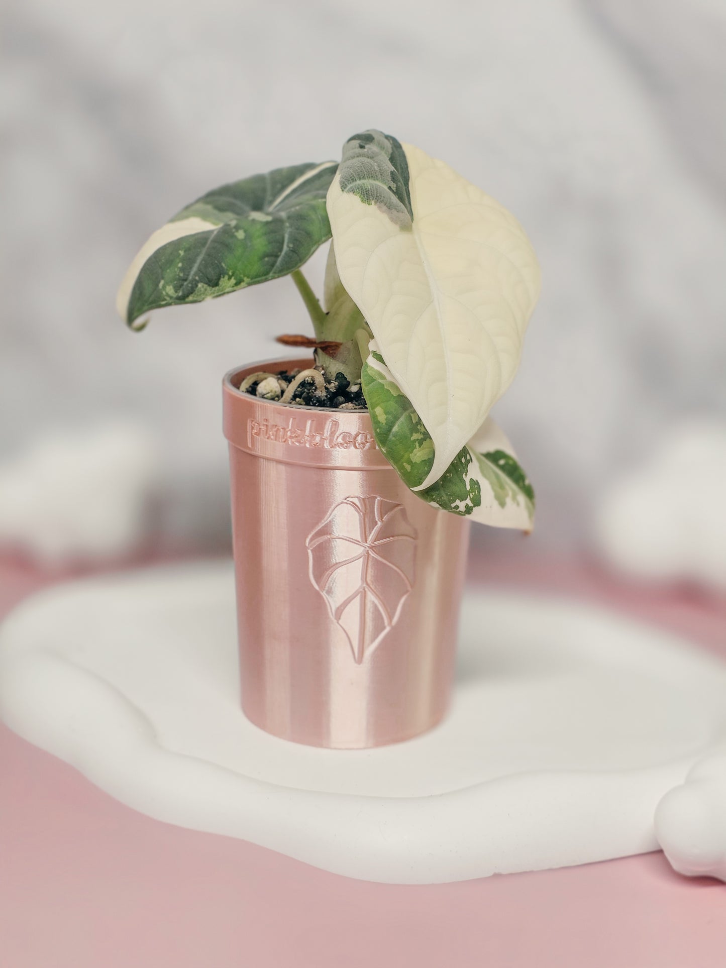 2.5" Anthurium Stenciled Self-Watering Cup