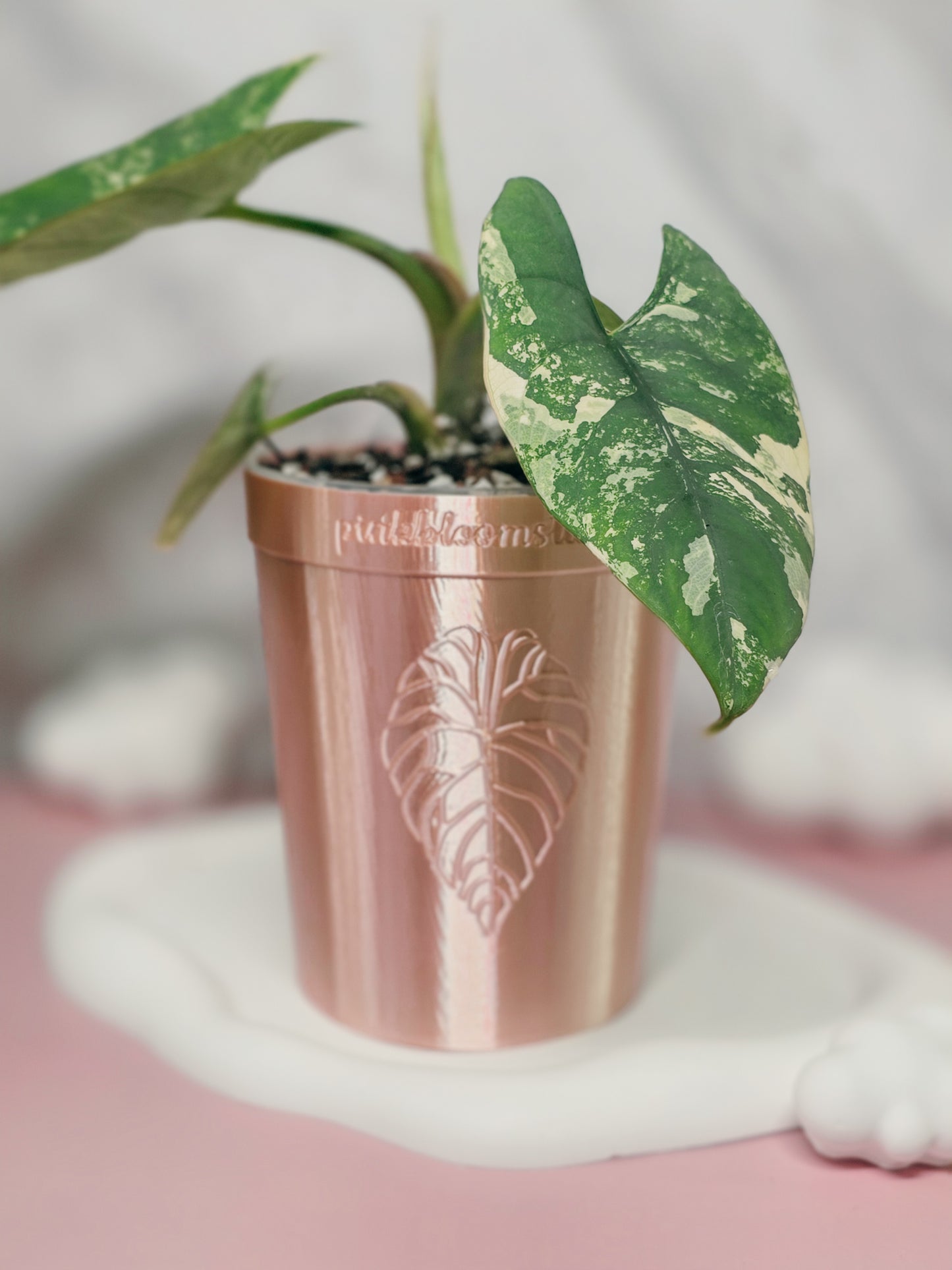 4" Anthurium Stenciled Self-Watering Cup (Custom Text)