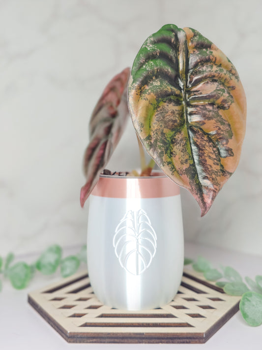 2.5" "Elegance" Alocasia Stenciled Self-Watering Cup