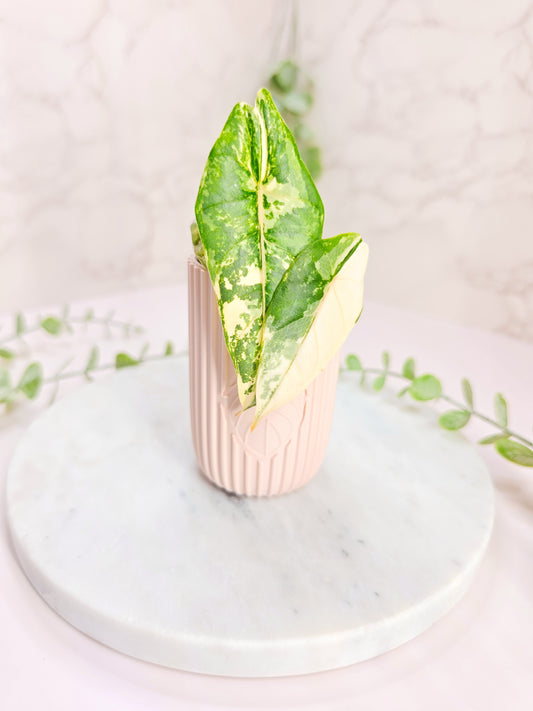 2" "Modern" Plain Self-Watering Cup