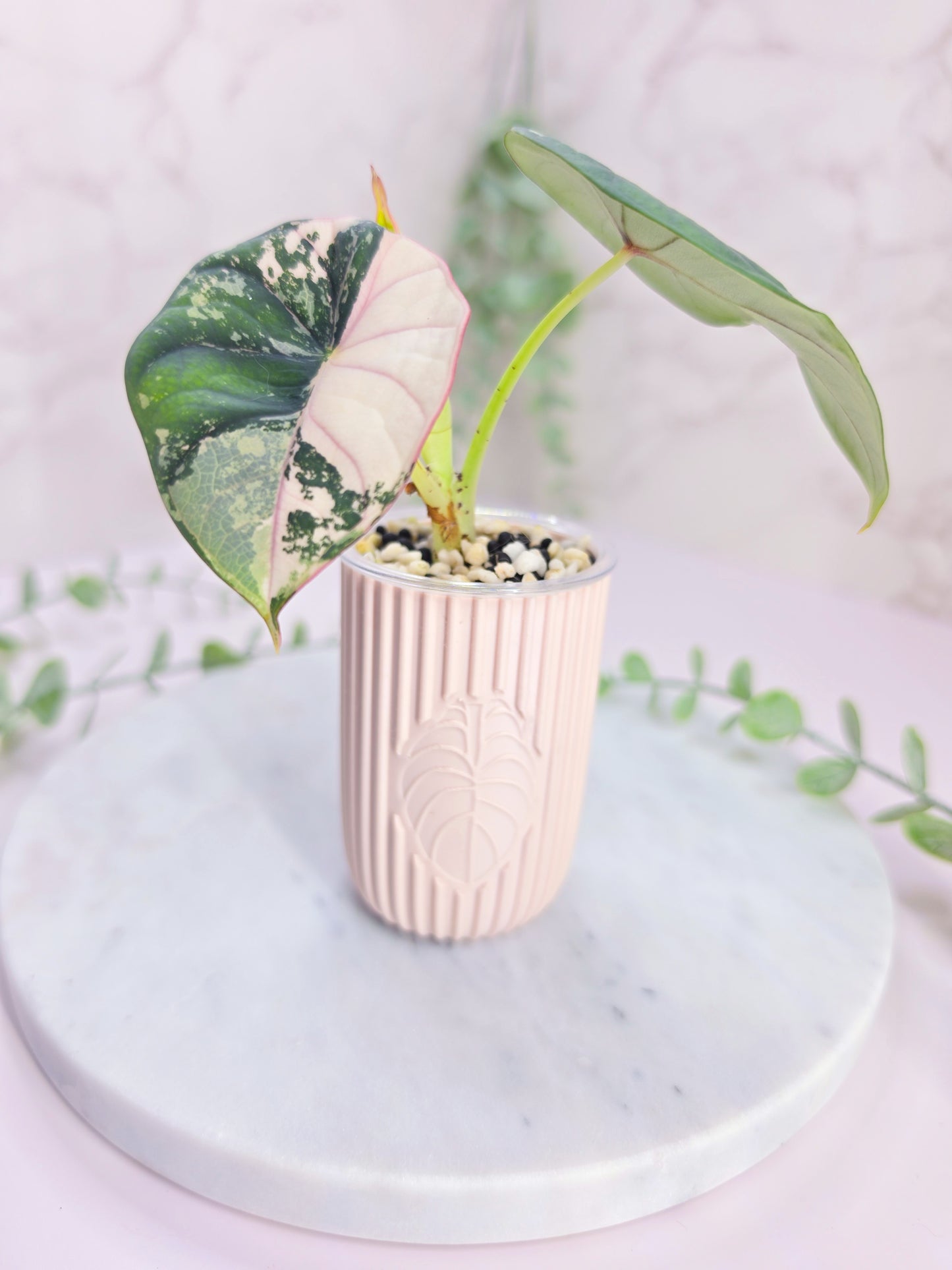2oz "Modern" Anthurium Stenciled Self-Watering Cup