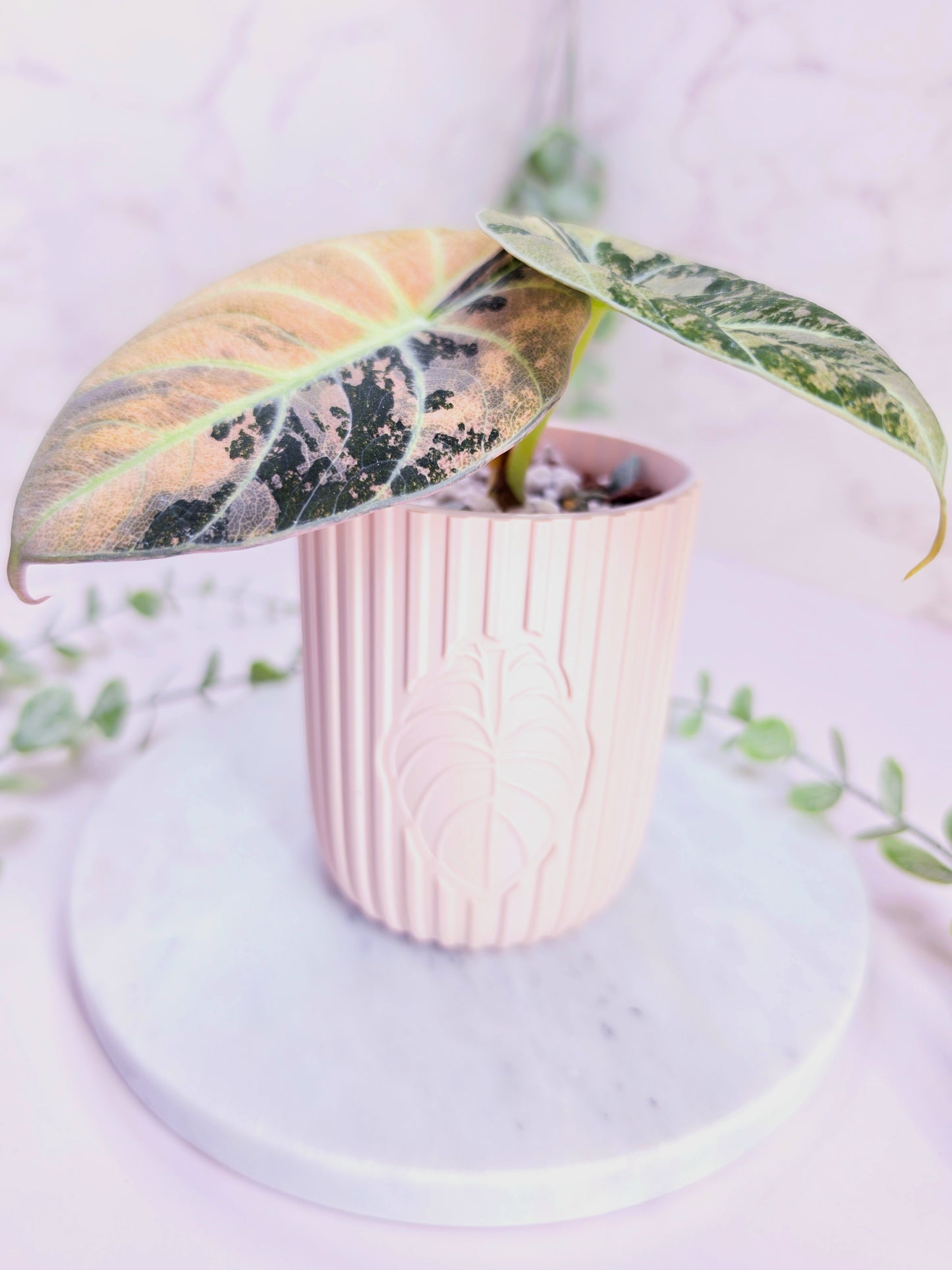 3.3" "Modern" Anthurium Stenciled Self-Watering Cup