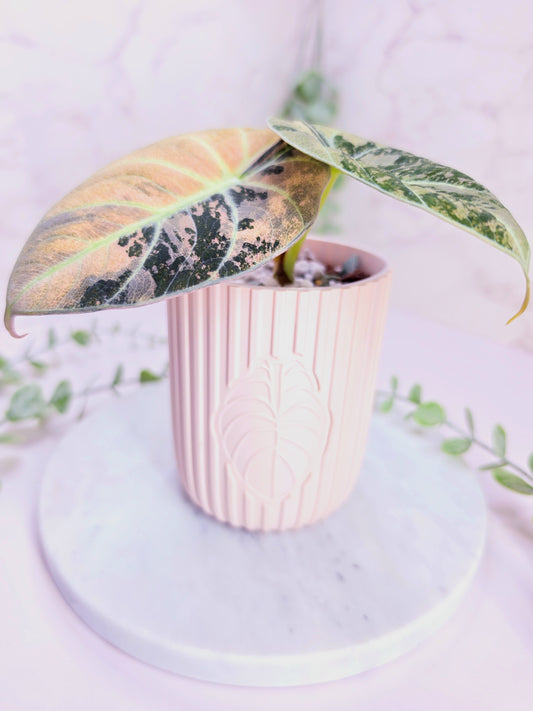3.3" "Modern" Plain Self-Watering Cup