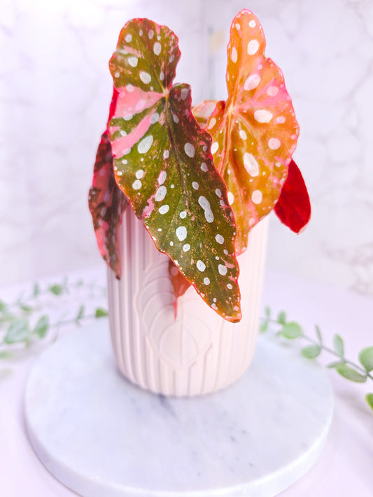 4" "Modern" Plain Self-Watering Cup