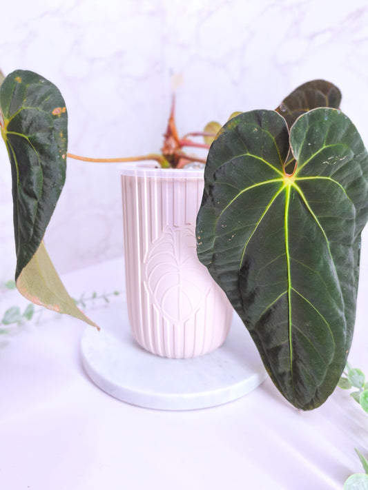 5" "Modern" Plain Self-Watering Cup