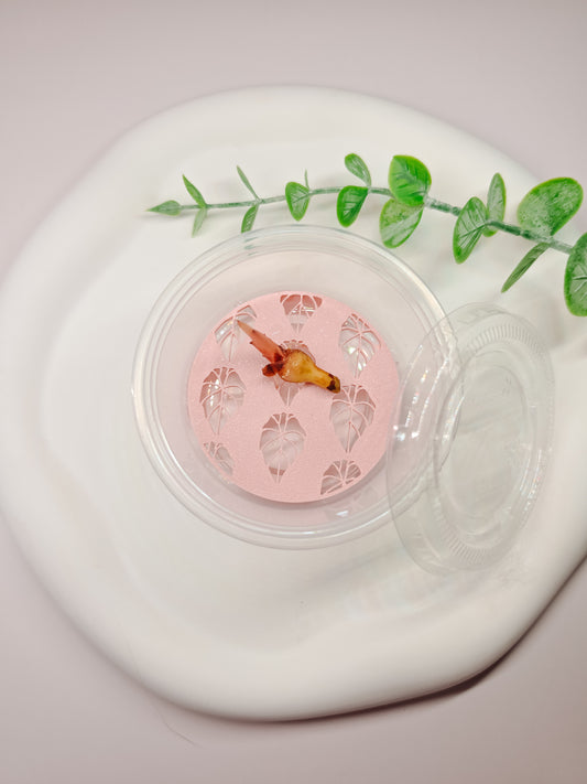 Corm Riser Plant Accessories – Pinkbloomstudio