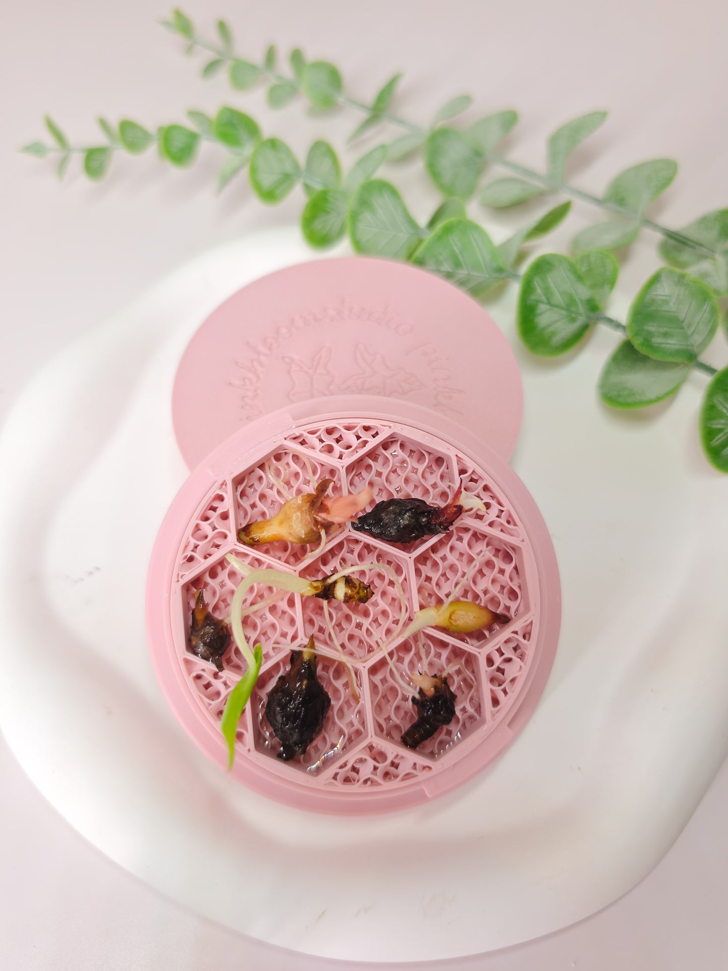 Corm Caddy