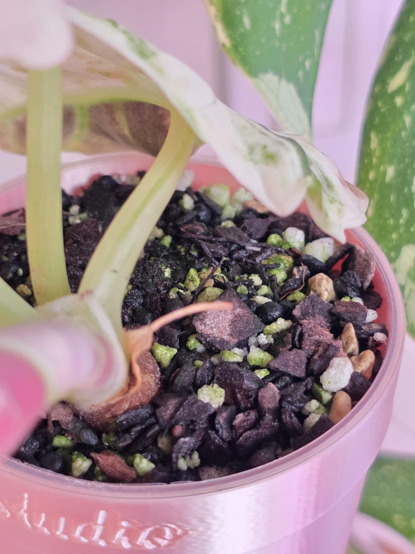 PREMIUM ALOCASIA SUBSTRATE | Soilless | Semi-Hydro