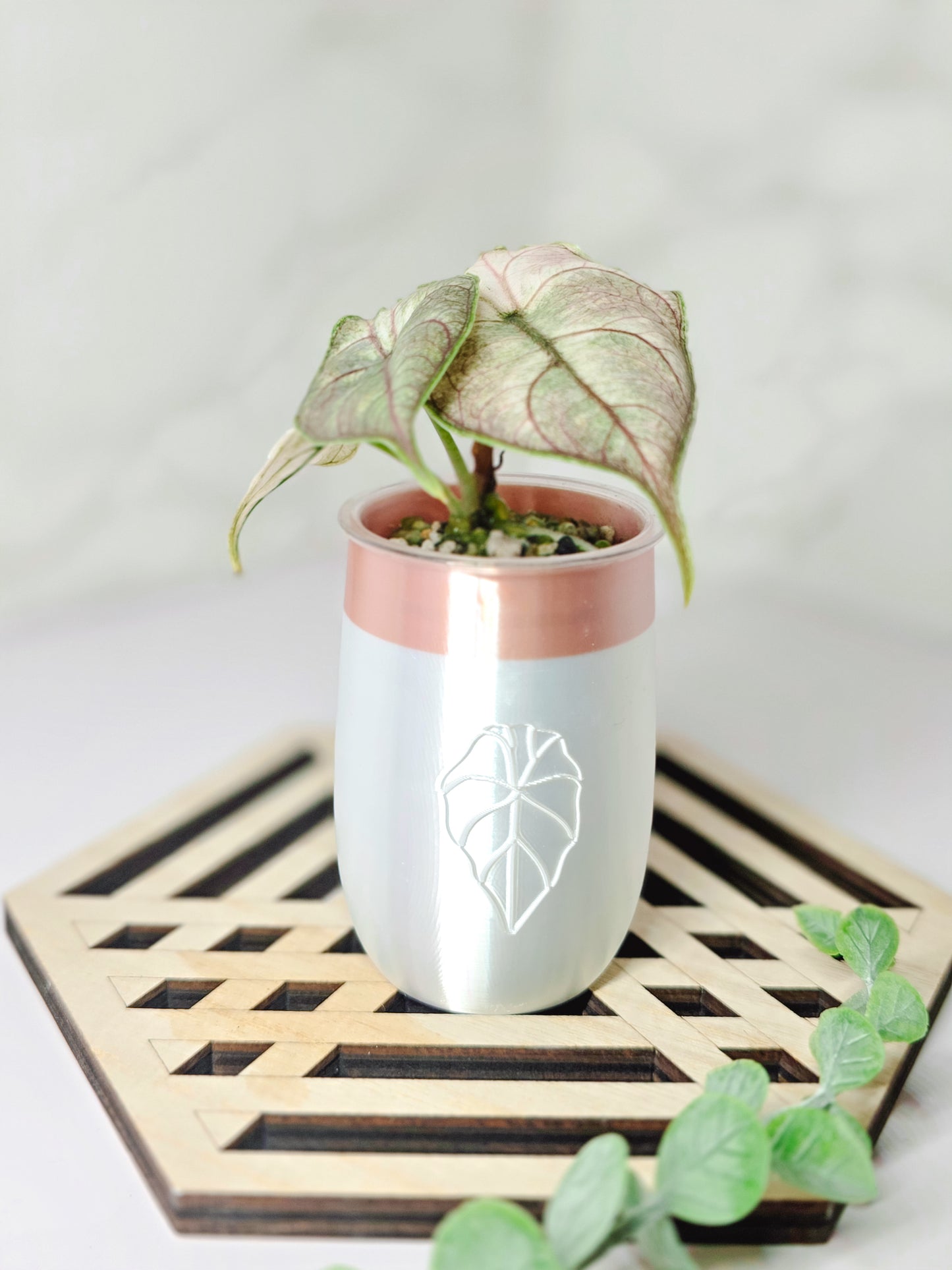 2oz "Elegance" Miscellaneous Stenciled Self-Watering Cup