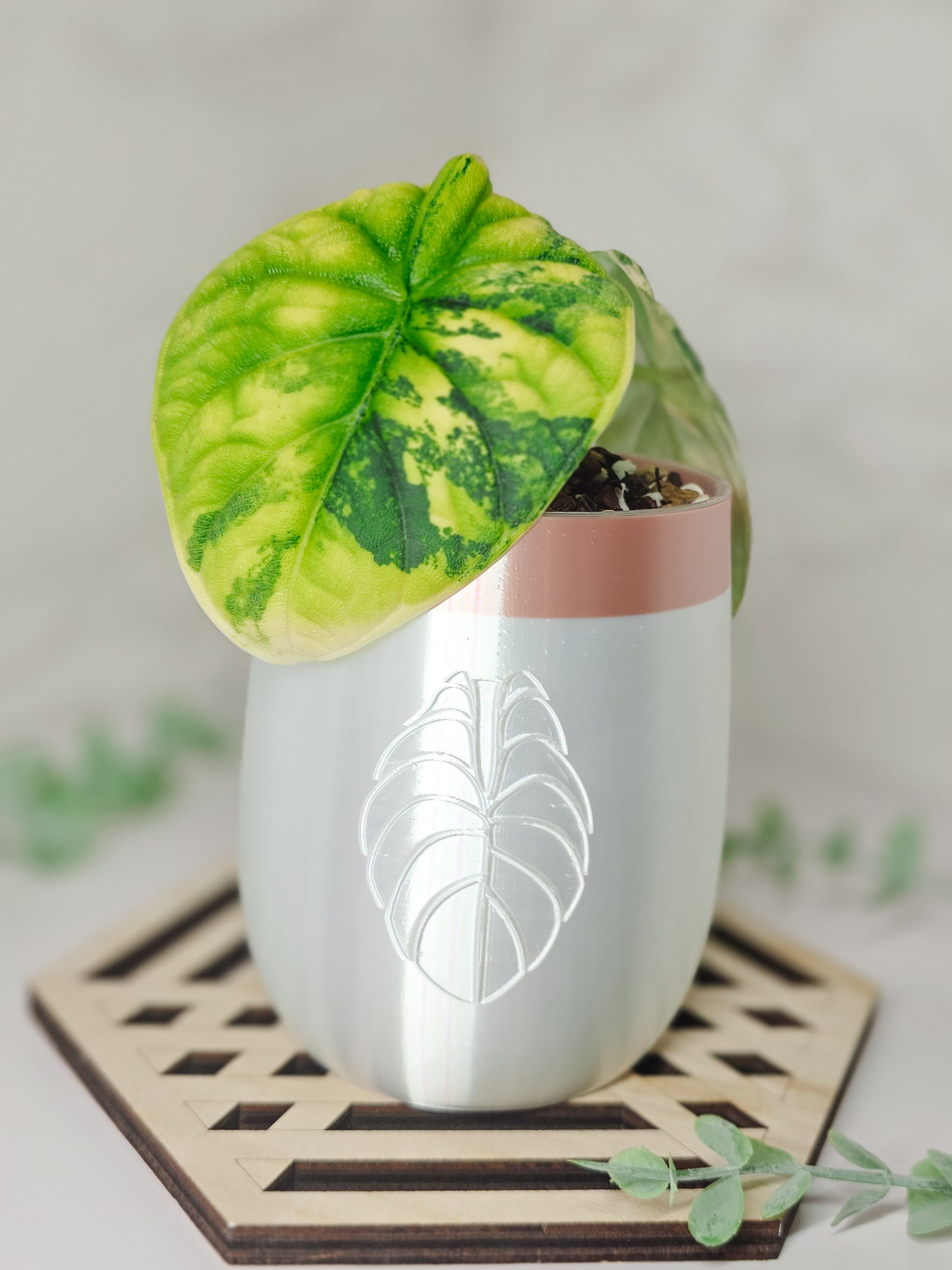 3.3" "Elegance" Alocasia Stenciled Self-Watering Cup