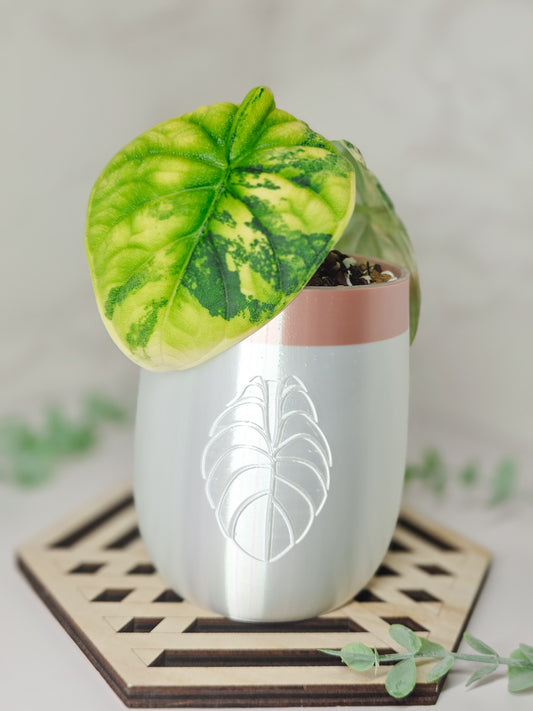 3.3" "Elegance" Alocasia Stenciled Self-Watering Cup
