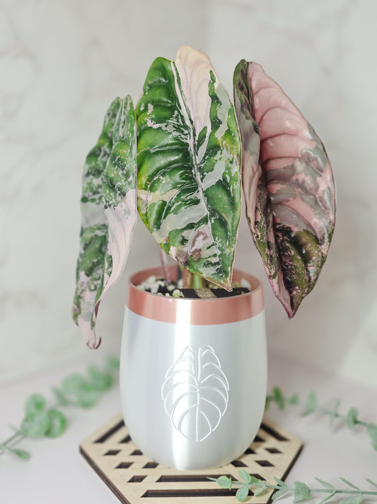 4" "Elegance" Alocasia Stenciled Self-Watering Cup