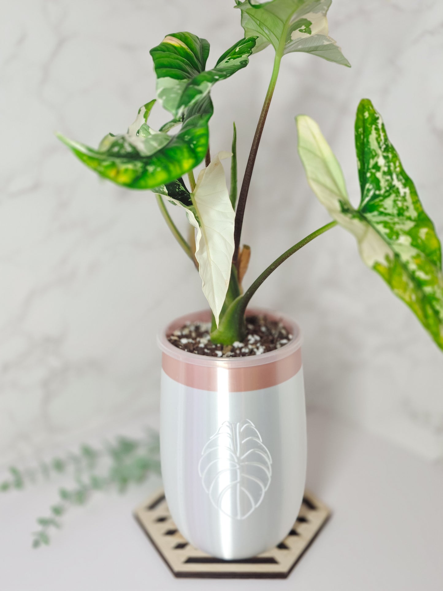 5" "Elegance" Miscellaneous Stenciled Self-Watering Cup